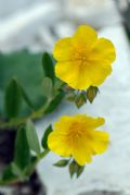 Helianthemum nummularium